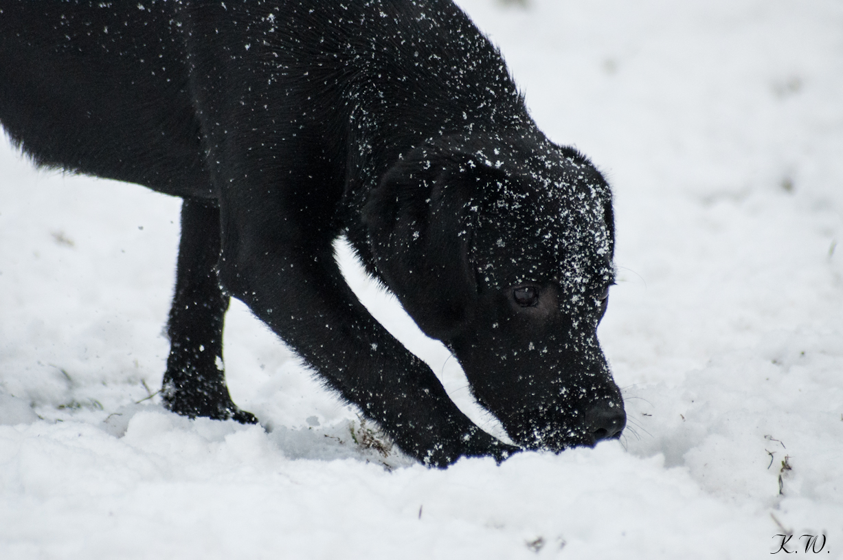 Der erste Schnee! 29.12.14