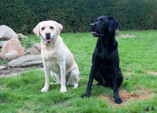 Abby und Arko