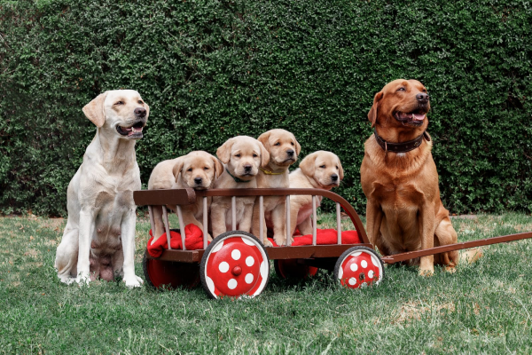 familienfoto